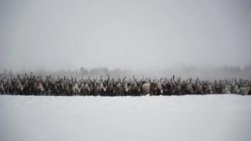 Deer running through a snowy forest in winter video