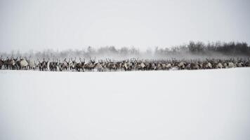 cerf fonctionnement par une neigeux forêt dans hiver video