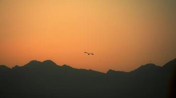 pájaro volador a puesta de sol en montaña paisaje video