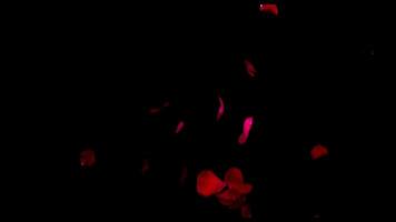faller kronblad röd reste sig på en svart bakgrund video