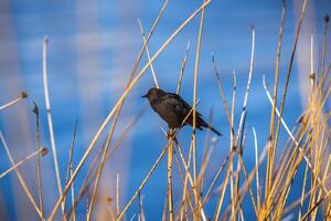 2023 8 18 Peru black birds 13 photo