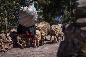 2023 8 18 Peru Sheep in taquile island 32 photo