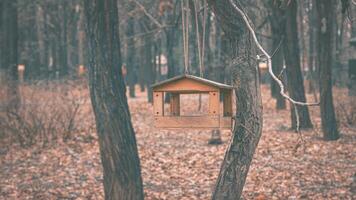 Bird pocket in autumn park photo