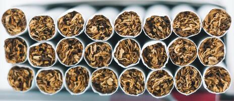 Close up tobacco cigarette background or texture. Heap of tobacco cigarettes close up from the front photo