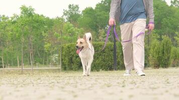 man gående hans blandad ras hund i de parkera i de morgon- video