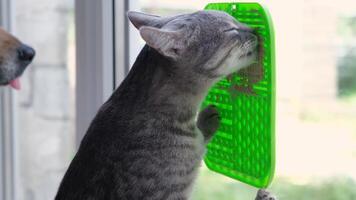 cute grey tabby cat using lick mat for eating food slowly, mat is attached to the window glass. Pet care video