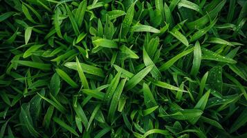 un lozano verde campo de césped con Rocío gotas en el hojas foto
