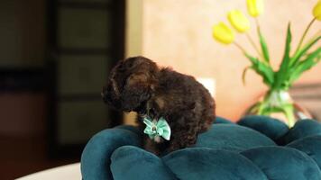 Cute playful toy poodle puppy resting on a dog bed. A small charming dog with funny ears lies in a chaise lounge. Pets video