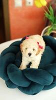 Cute playful toy poodle puppy resting on a dog bed. A small charming dog with funny ears lies in a chaise lounge. Pets video
