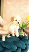 Cute playful toy poodle puppy resting on a dog bed. A small charming dog with funny ears lies in a chaise lounge. Pets video