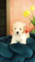 Cute playful toy poodle puppy resting on a dog bed. A small charming dog with funny ears lies in a chaise lounge. Pets video