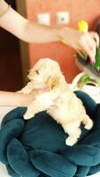süß spielerisch Spielzeug Pudel Hündchen ruhen auf ein Hund Bett. ein klein charmant Hund mit komisch Ohren Lügen im ein Chaise Salon. Haustiere video