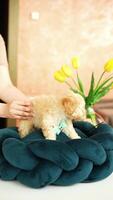 Cute playful toy poodle puppy resting on a dog bed. A small charming dog with funny ears lies in a chaise lounge. Pets video