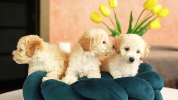 schattig speels speelgoed- poedel puppy's resting Aan een hond bed. een klein charmant hond met grappig oren leugens in een sjees salon. huisdieren video