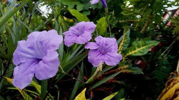 Ruellias or wild petunias photo