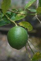 a sprig of lime photo