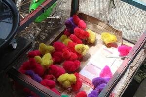 Photos of colorful chicks are actually ordinary chicks that are given chemical colors and sold as ornamental chickens and often cause disease.