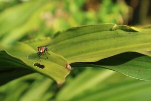 foto de un mosca aterrizaje en un hoja