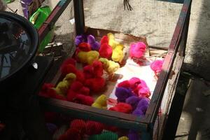 Photos of colorful chicks are actually ordinary chicks that are given chemical colors and sold as ornamental chickens and often cause disease.