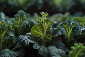 Fresco verde y púrpura col rizada plantas en mármol, orgánico vegetales foto