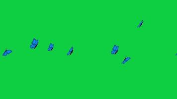 Blue butterfly flock flying animation, cartoon butterfly fly away animated motion graphic isolated on green screen background video