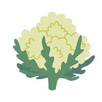 coliflor, dibujos animados estilo. ilustración aislado en blanco fondo, mano dibujado, plano diseño vector