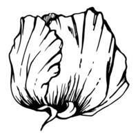 conjunto de elementos con mano dibujado peonía amapola flores aislado en blanco antecedentes. botánico gráfico ilustración. diseño para invitaciones, boda, amor o saludo tarjetas, papel, imprimir, textil vector