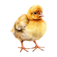 Watercolor Easter Chicks png