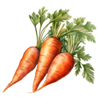 vibrant grappes de carottes png