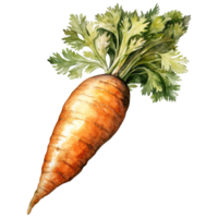 Vibrant Bunches of Carrots png