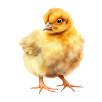 Watercolor Easter Chicks png