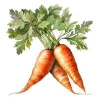 Vibrant Bunches of Carrots png