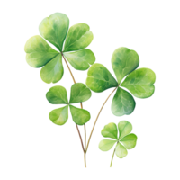 Elegant Watercolor Shamrocks png