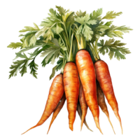 Vibrant Bunches of Carrots png