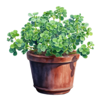 Clovers Thriving in Pots png