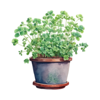 Clovers Thriving in Pots png