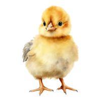 Watercolor Easter Chicks png