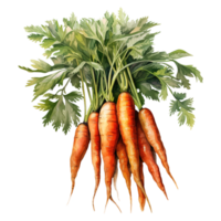 Vibrant Bunches of Carrots png