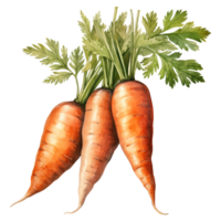 Vibrant Bunches of Carrots png