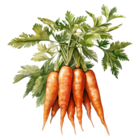 vibrante racimos de zanahorias png