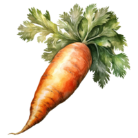 Vibrant Bunches of Carrots png