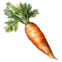 Vibrant Bunches of Carrots png