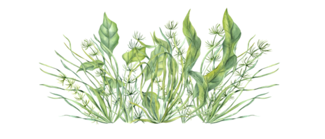 Aquarium green plants. Botanical composition with Sea grass, kelps. Algae, seaweeds. Underwater herbs. Watercolor illustration. png