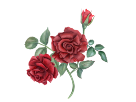 Dark red rose bouquet. Flowers and green leaves on stem. Romantic flower. Vintage realistic botanical roses. Watercolor illustration for wedding and birthday greeting, for memory day card png