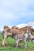 Mother donkey with little milk photo