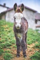 A small donkey near rural houses photo