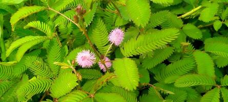 púrpura mimosa pudica l flores floración en el Mañana foto