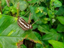 The common sailor butterfly is black and white photo