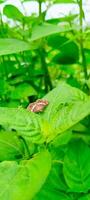 A brown butterfly is perched on a green leaf photo