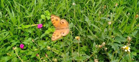 un marrón mariposa es encaramado en un verde hoja foto